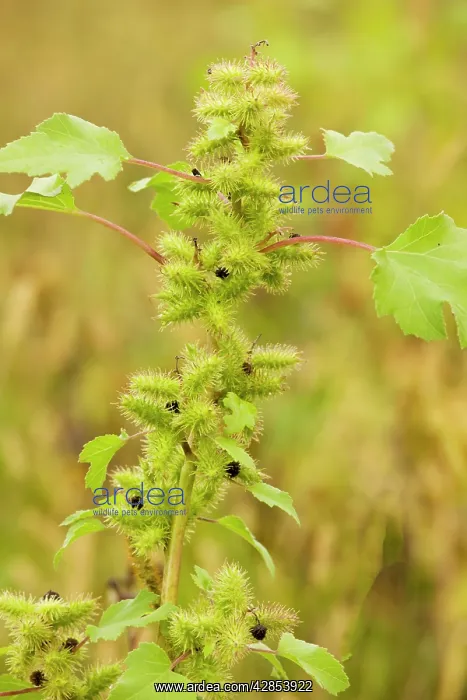 : Rough Cocklebur - widespread introduced weed : Rough Cocklebur - widespread introduced weed