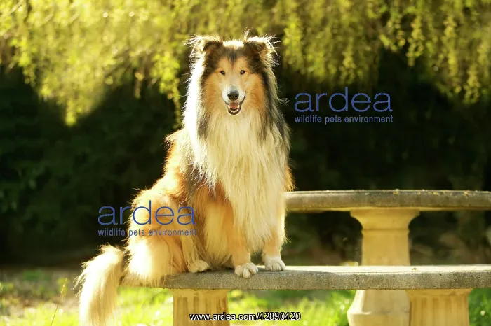 : Rough Collie Dog : Rough Collie Dog