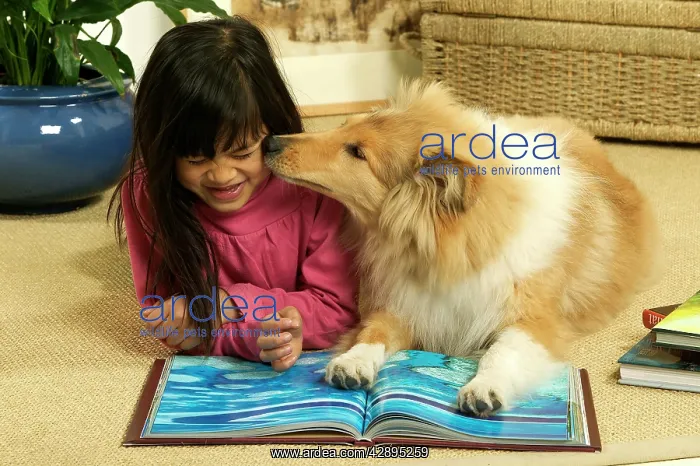 : Rough Collie Dog : Rough Collie Dog