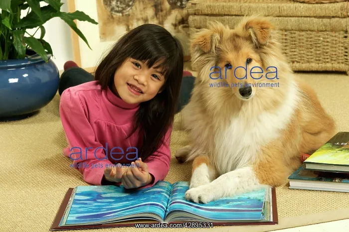 : Rough Collie Dog : Rough Collie Dog