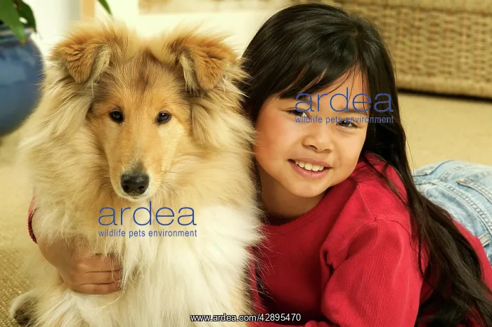  : Rough Collie Dog