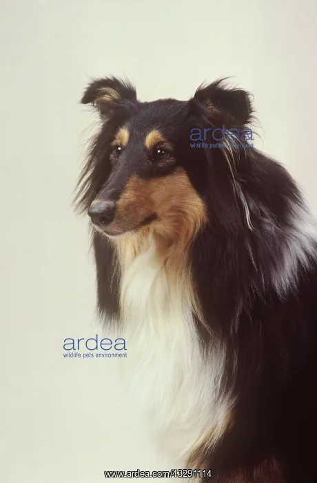 : ROUGH COLLIE DOG : ROUGH COLLIE DOG