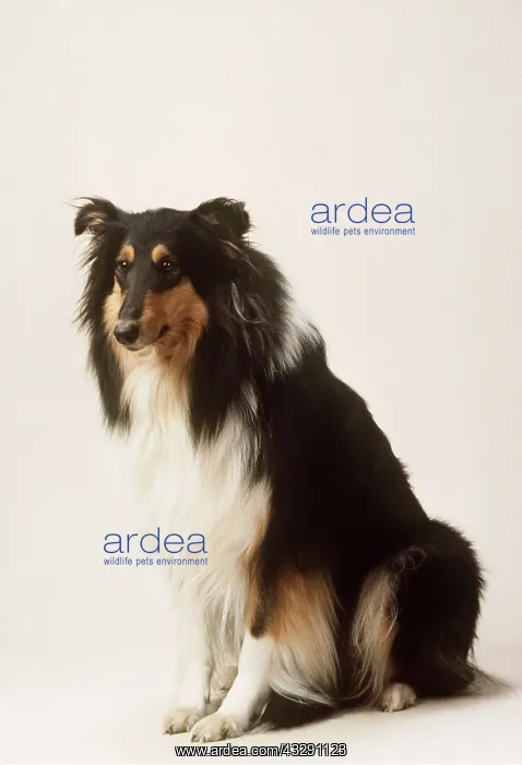  : ROUGH COLLIE DOG