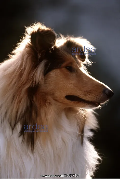 : ROUGH COLLIE DOG : ROUGH COLLIE DOG