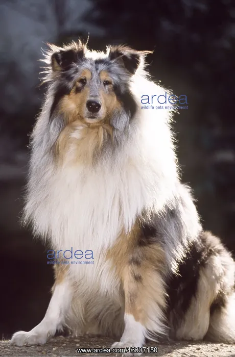 : Rough Collie DOG : Rough Collie DOG