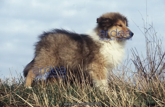 : ROUGH COLLIE DOG IN FIELD - puppy : ROUGH COLLIE DOG IN FIELD - puppy