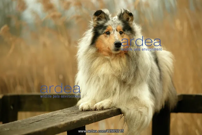  : Rough Collie Dog - lying down