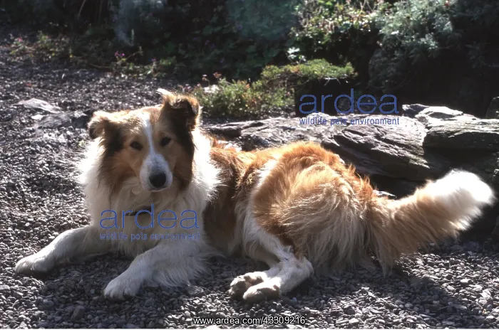 : ROUGH COLLIE DOG - lying down : ROUGH COLLIE DOG - lying down