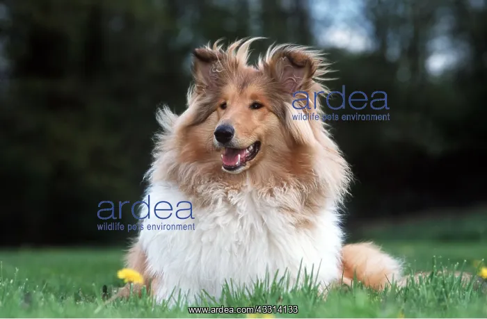  : ROUGH COLLIE DOG- LYING DOWN