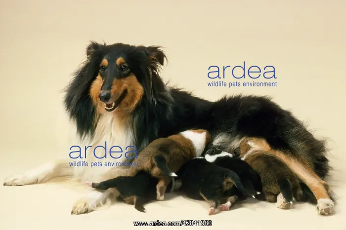  : Rough Collie Dog - mother with suckling litter
