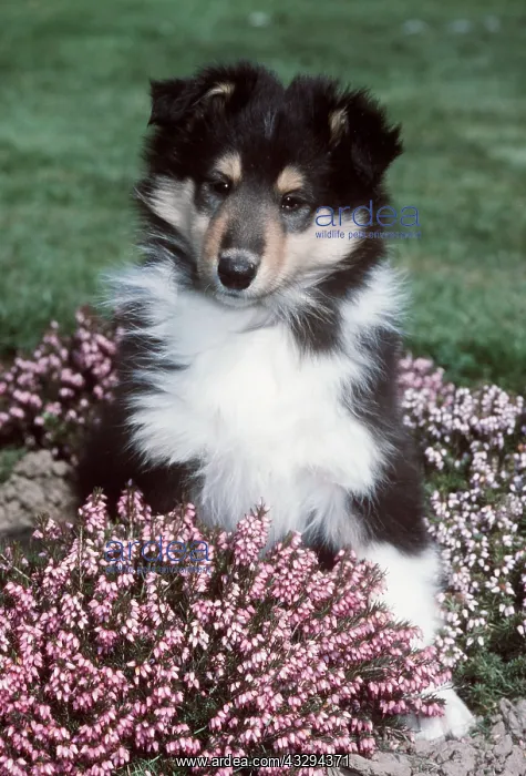 : Rough Collie DOG - puppy in heather : Rough Collie DOG - puppy in heather