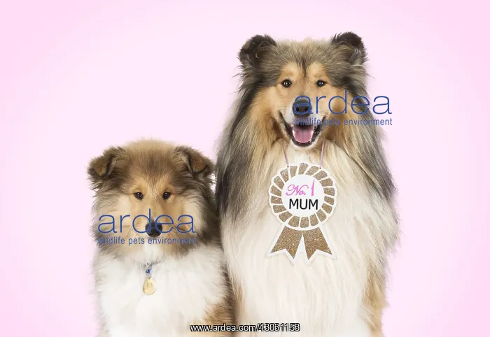 : Rough Collie Dog - puppy & mother wearing No.1 : Rough Collie Dog - puppy & mother wearing No.1