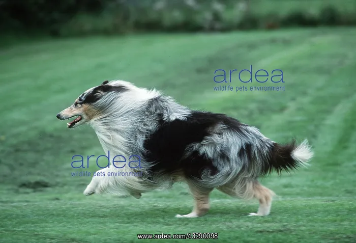 : Rough Collie DOG - Running : Rough Collie DOG - Running