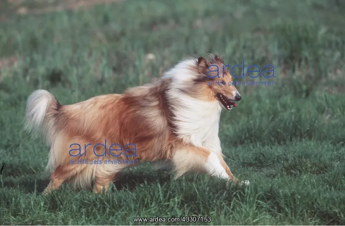 : ROUGH COLLIE DOG - running : ROUGH COLLIE DOG - running