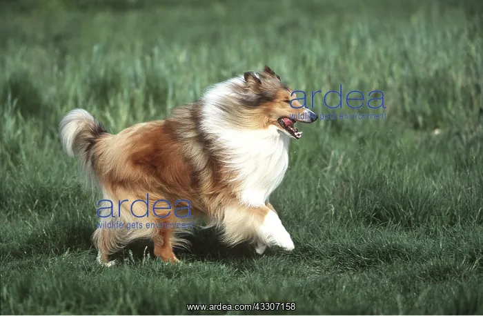  : ROUGH COLLIE DOG - RUNNING