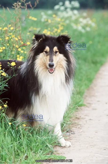 : ROUGH COLLIE DOG - SITS : ROUGH COLLIE DOG - SITS