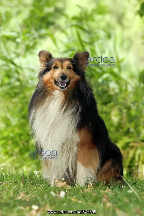  : Rough Collie Dog - Sitting down