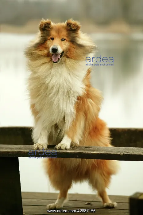  : Rough Collie Dog - Standing on bench