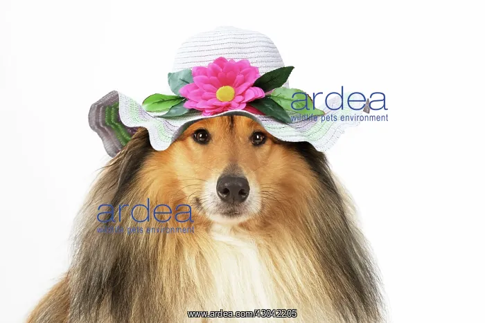  : Rough Collie Dog, wearing a sun hat