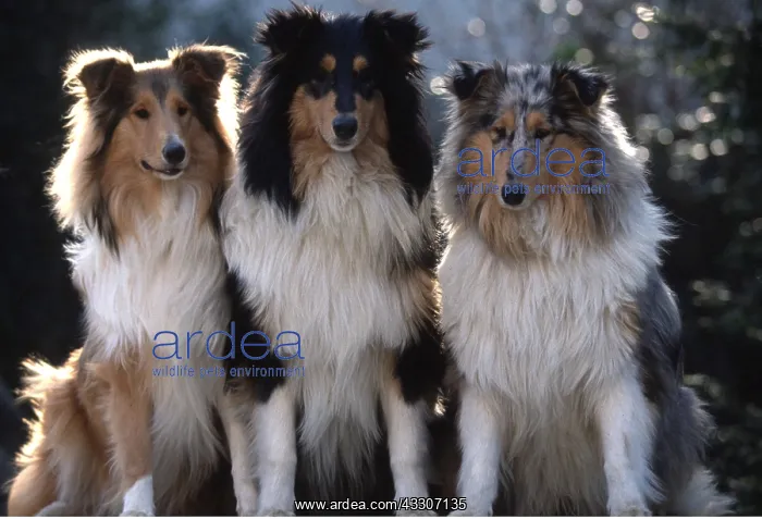 : ROUGH COLLIE DOGS - x three sitting : ROUGH COLLIE DOGS - x three sitting