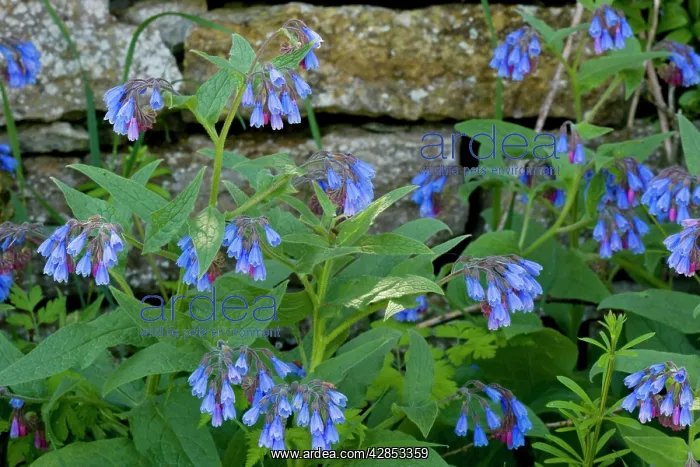 : Rough Comfrey in flower : Rough Comfrey in flower
