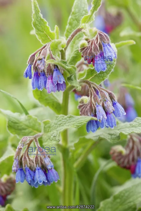 : Rough comfrey - in flower : Rough comfrey - in flower