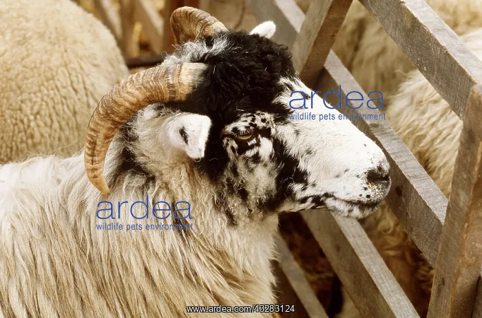  : Rough Fell Sheep