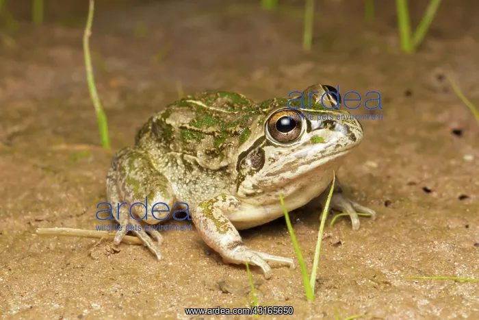: Rough Frog : Rough Frog