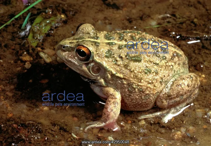 : Rough frog - a burrowing frog : Rough frog - a burrowing frog