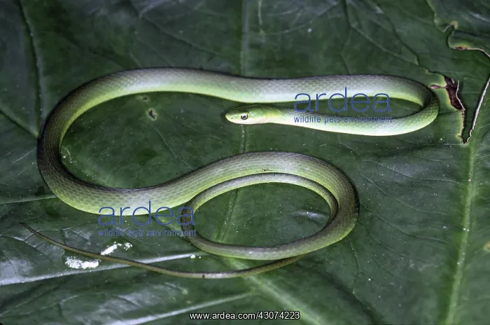 : Rough Green Snake : Rough Green Snake