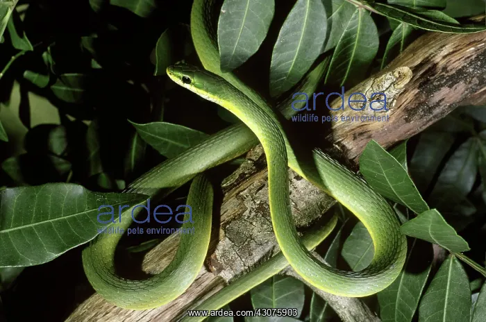 : Rough Green Snake : Rough Green Snake