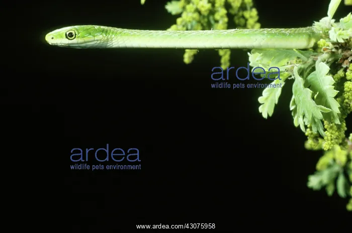 : Rough Green Snake : Rough Green Snake