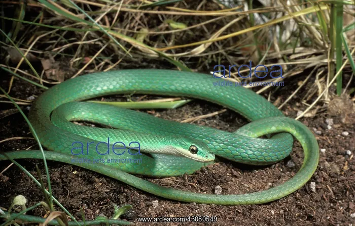 : Rough Green Snake : Rough Green Snake