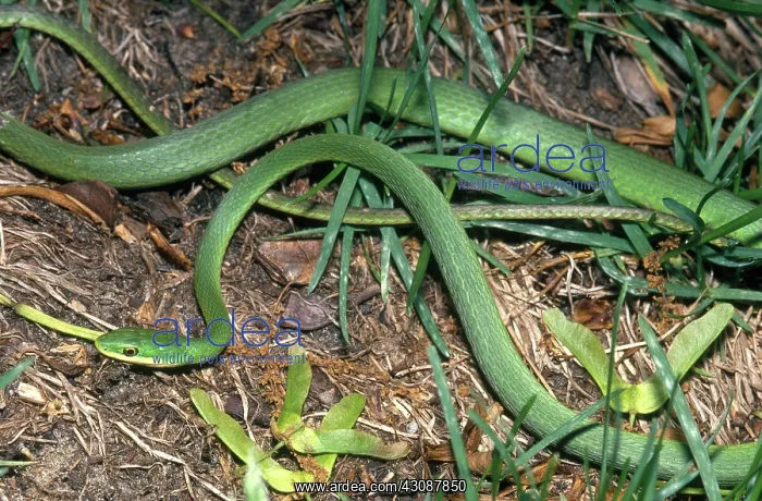 : Rough Green Snake : Rough Green Snake