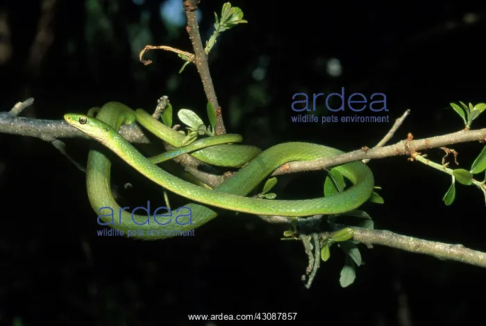  : Rough Green Snake