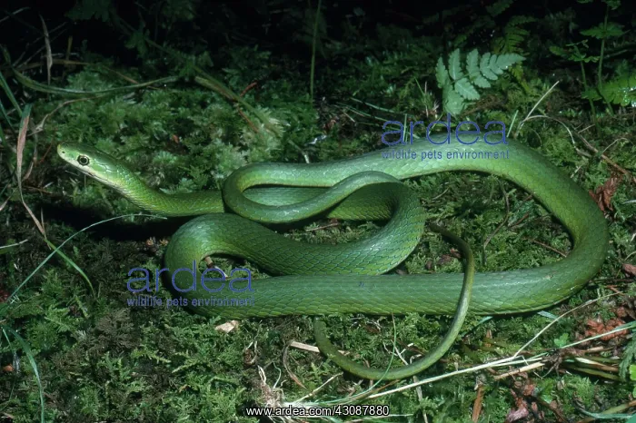 : Rough Green Snake : Rough Green Snake