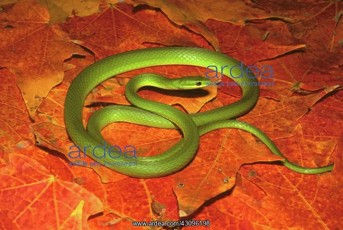 : Rough Green Snake : Rough Green Snake