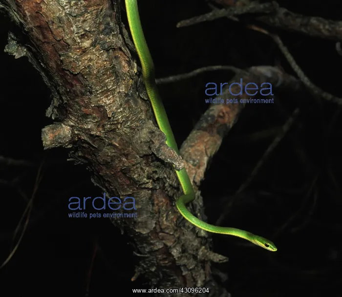 : Rough Green Snake : Rough Green Snake