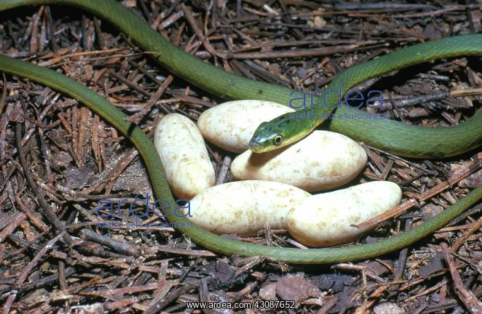 : Rough Green Snake with Eggs : Rough Green Snake with Eggs
