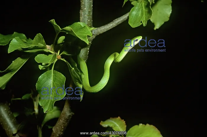 : Rough Green Snake (Opheodryas aestivus) : Rough Green Snake (Opheodryas aestivus)