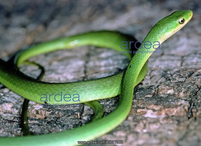 : Rough Green Snake (Opheodrys aestivus) : Rough Green Snake (Opheodrys aestivus)