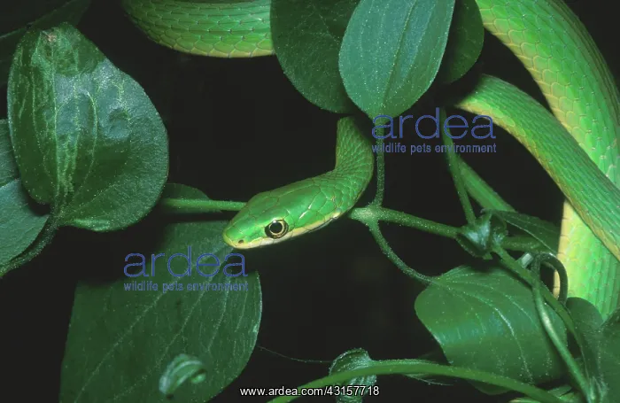 : Rough green snake, Opheodrys aestivus : Rough green snake, Opheodrys aestivus