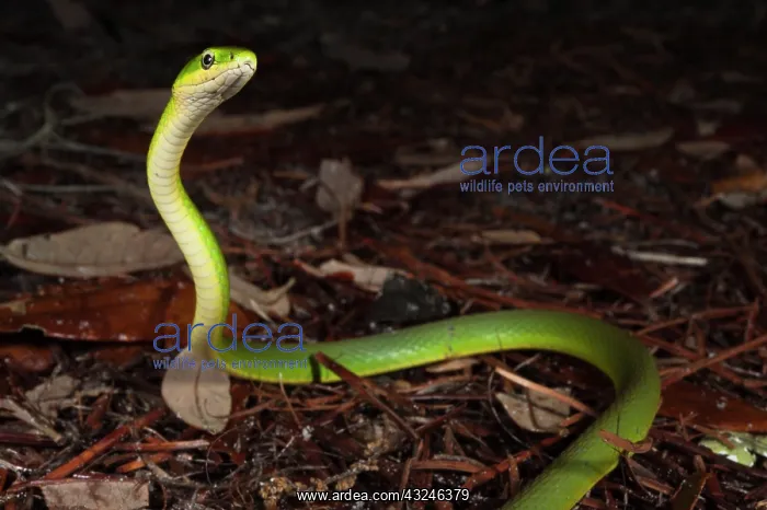 : Rough Green Snake (Opheodrys aestivus) : Rough Green Snake (Opheodrys aestivus)