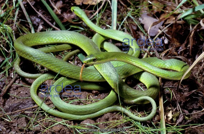 : Rough Green Snakes : Rough Green Snakes