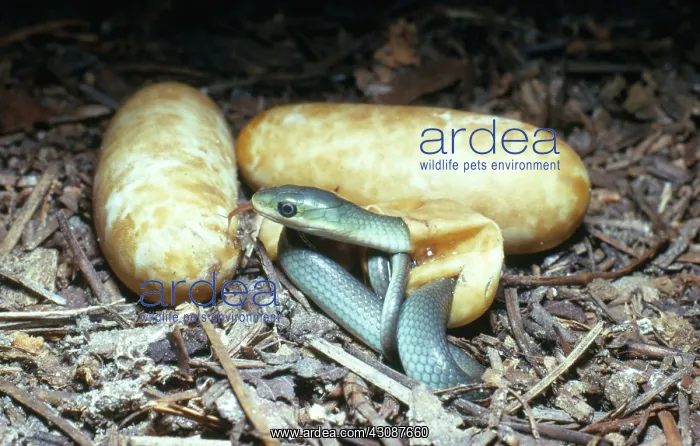 : Rough Green Snakes Hatching : Rough Green Snakes Hatching