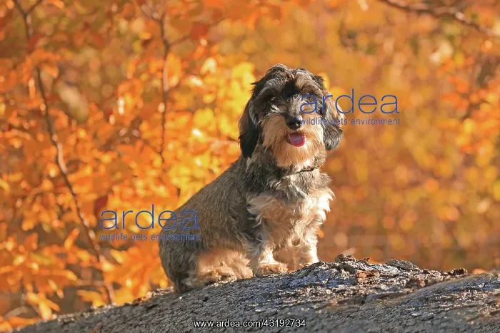 : Rough-haired dachshund, Arnsberg, North Rhine-Westphalia : Rough-haired dachshund, Arnsberg, North Rhine-Westphalia
