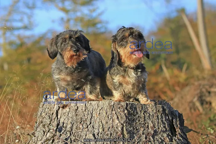 : Rough-haired dachshund, Arnsberg, North Rhine-Westphalia : Rough-haired dachshund, Arnsberg, North Rhine-Westphalia