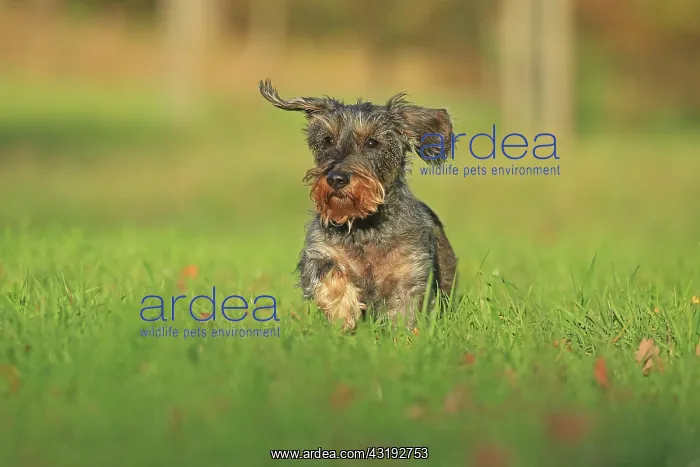 : Rough-haired dachshund, Arnsberg, North Rhine-Westphalia : Rough-haired dachshund, Arnsberg, North Rhine-Westphalia