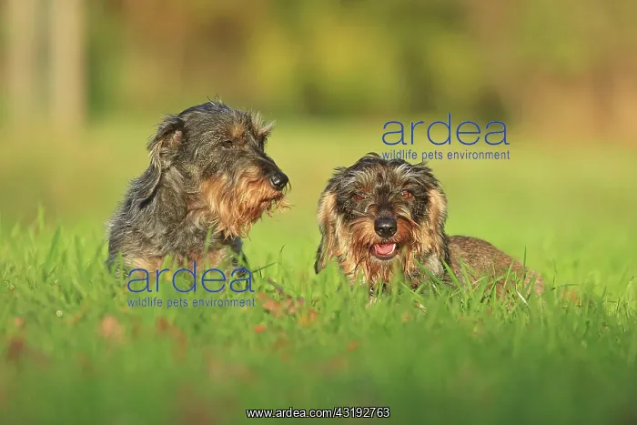 : Rough-haired dachshund, Arnsberg, North Rhine-Westphalia : Rough-haired dachshund, Arnsberg, North Rhine-Westphalia