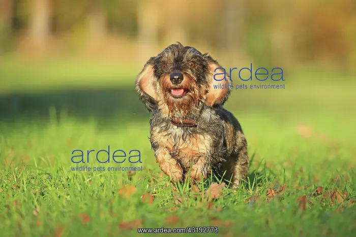 : Rough-haired dachshund, Arnsberg, North Rhine-Westphalia : Rough-haired dachshund, Arnsberg, North Rhine-Westphalia